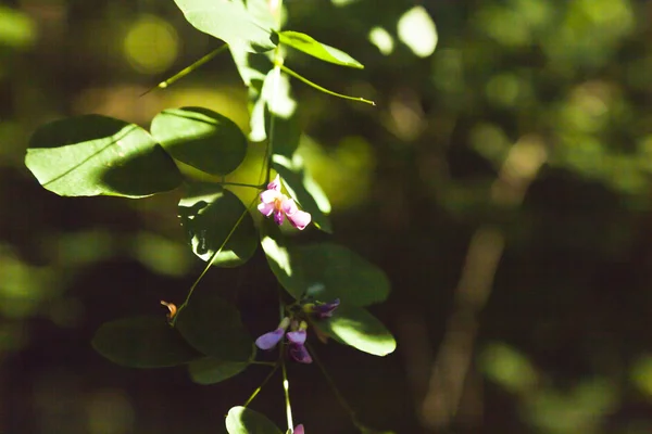 Flores de outono — Fotografia de Stock