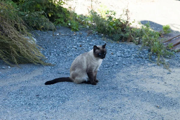 The cat in the yard — Stock Photo, Image