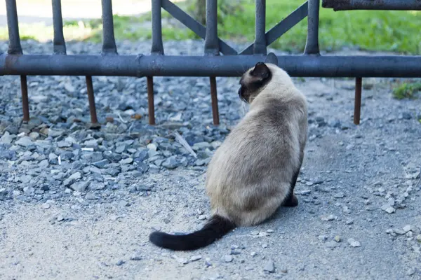 The cat in the yard — Stock Photo, Image