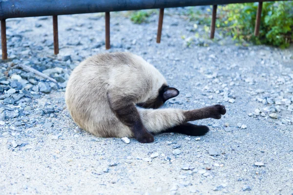 The cat in the yard — Stock Photo, Image