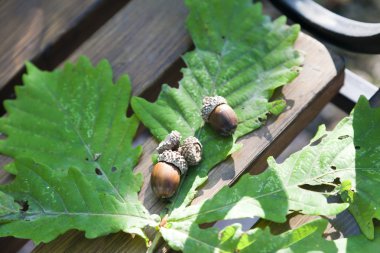 Meşe yaprağı ve meşe palamutları