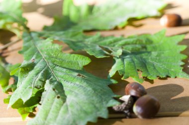 Meşe yaprağı ve meşe palamutları