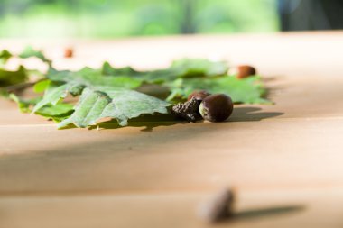 Meşe yaprağı ve meşe palamutları