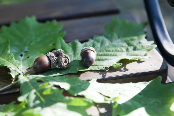 Oak leaves and acorns — Stock Photo, Image