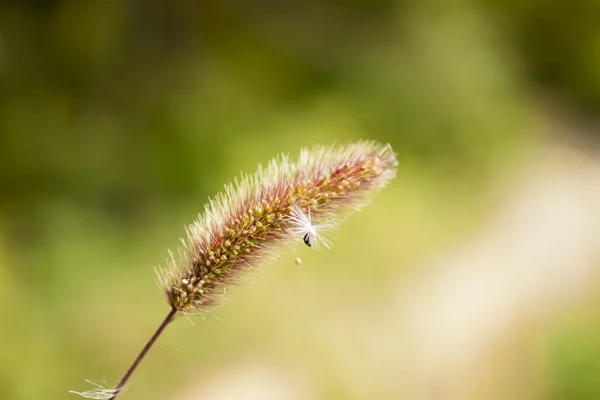 Fiori selvatici d'autunno — Foto Stock