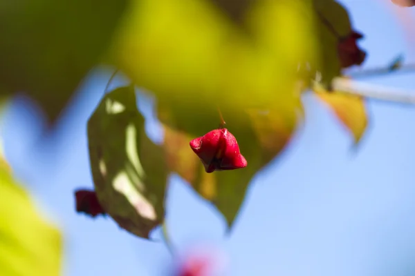 Осенние ягоды — стоковое фото