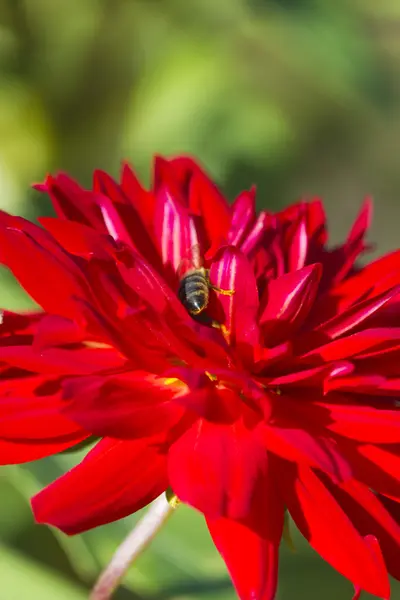 Biene auf Blume — Stockfoto