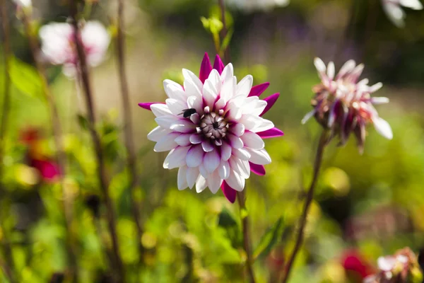 Flores de otoño — Foto de Stock