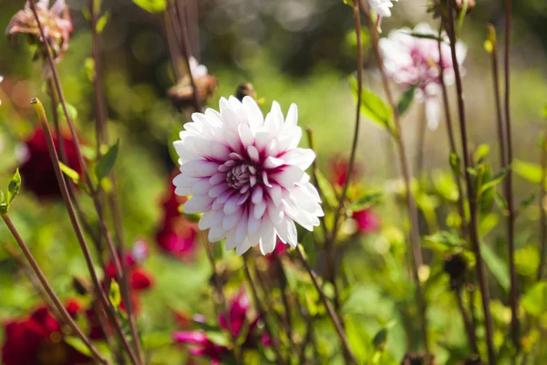 Flores de otoño — Foto de Stock