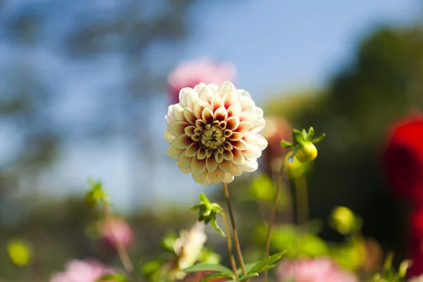 Flores de otoño — Foto de Stock