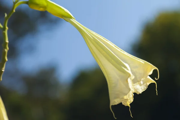 Flores de outono — Fotografia de Stock