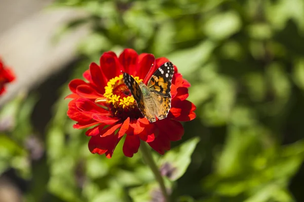 Fjäril på en blomma — Stockfoto