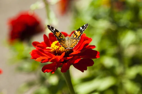 Fjäril på en blomma — Stockfoto