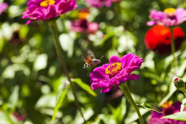 Hyles on a flower — Stock Photo, Image