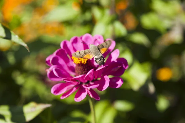 Hyles auf einer Blume — Stockfoto