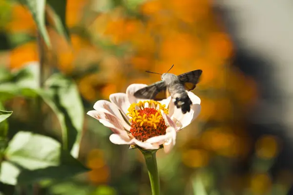Hyles auf einer Blume — Stockfoto