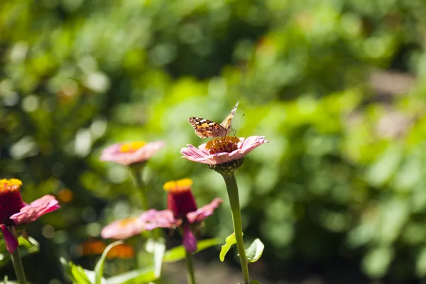 Schmetterling auf einer Blume — Stockfoto