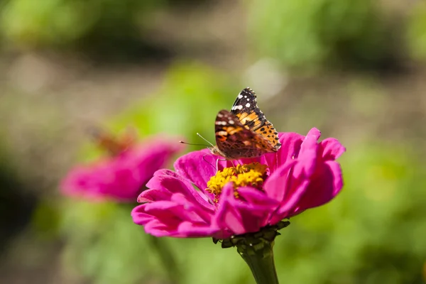 Fjäril på en blomma — Stockfoto