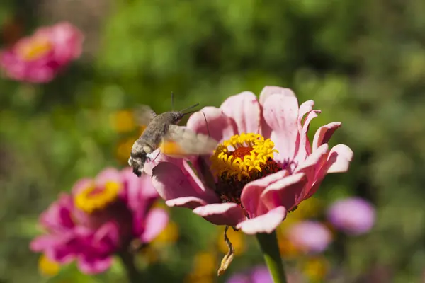 Hyles auf einer Blume — Stockfoto