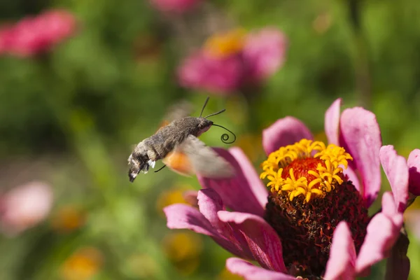 Hyles på en blomma — Stockfoto