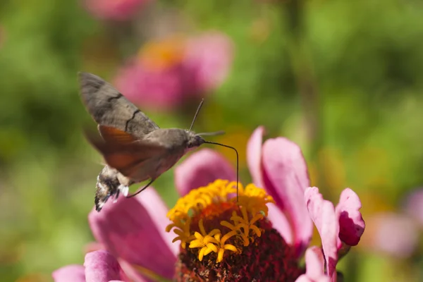 Hyles on a flower — Stock Photo, Image