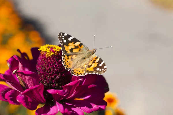 Fjäril på en blomma — Stockfoto