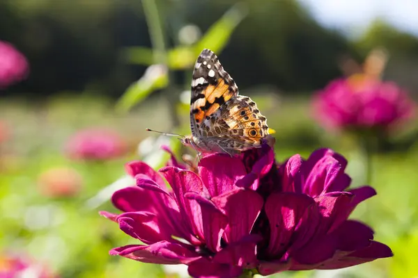 Fjäril på en blomma — Stockfoto