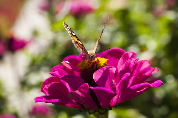 Schmetterling auf einer Blume — Stockfoto