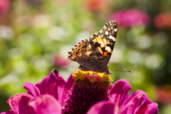 Fjäril på en blomma — Stockfoto