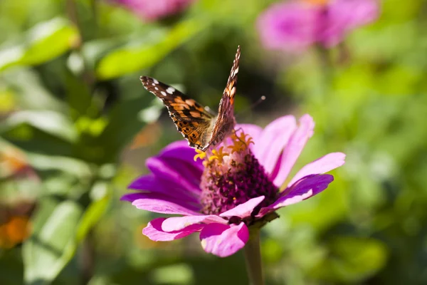 Fjäril på en blomma — Stockfoto