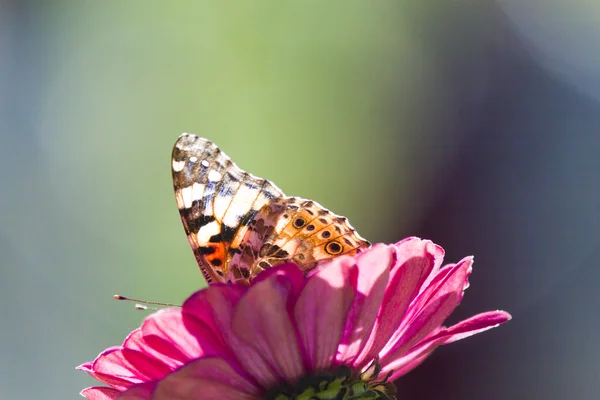 Fjäril på en blomma — Stockfoto