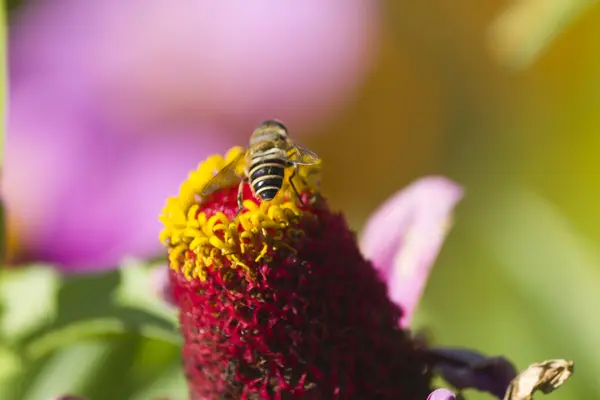 Biene auf Blume — Stockfoto