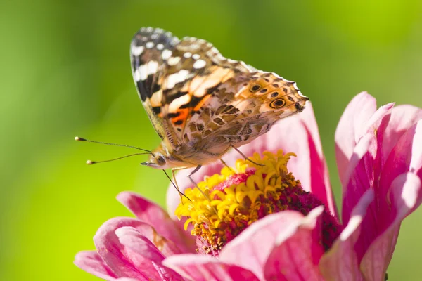 Schmetterling auf einer Blume — Stockfoto