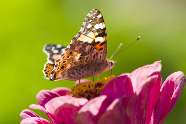 꽃 위에 나비 — 스톡 사진