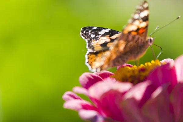 Butterfly on a flower — Stock Photo, Image