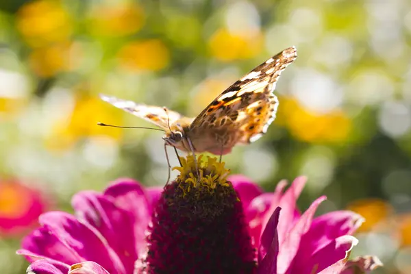 Fjäril på en blomma — Stockfoto