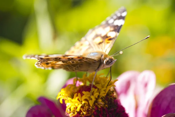 Butterfly on a flower — Stock Photo, Image