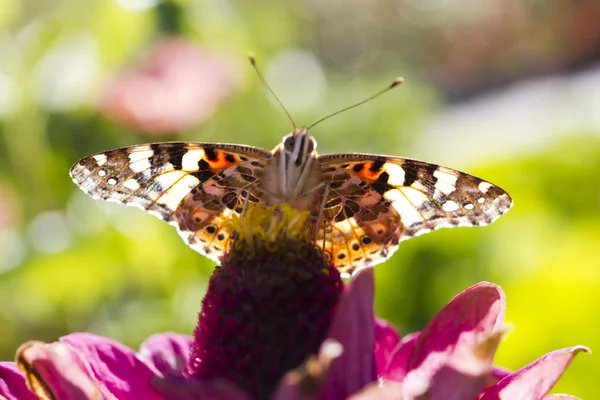 Fjäril på en blomma — Stockfoto