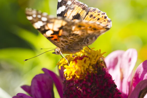 Farfalla su un fiore — Foto Stock