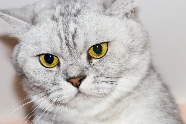 Big gray cat — Stock Photo, Image