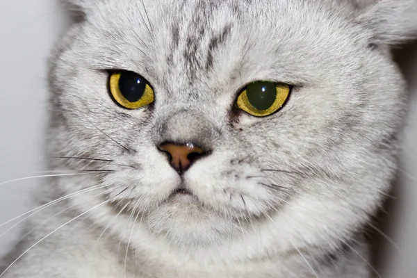 Gran gato gris — Foto de Stock