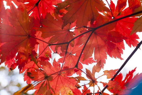 Madera de otoño — Foto de Stock