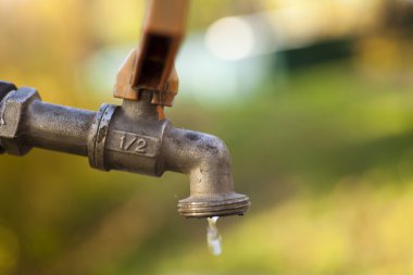 sonbahar orman Manzaralı