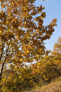 sonbahar orman Manzaralı