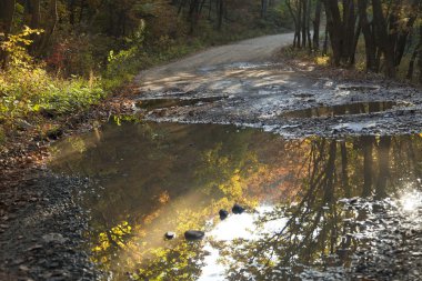 sonbahar orman Manzaralı