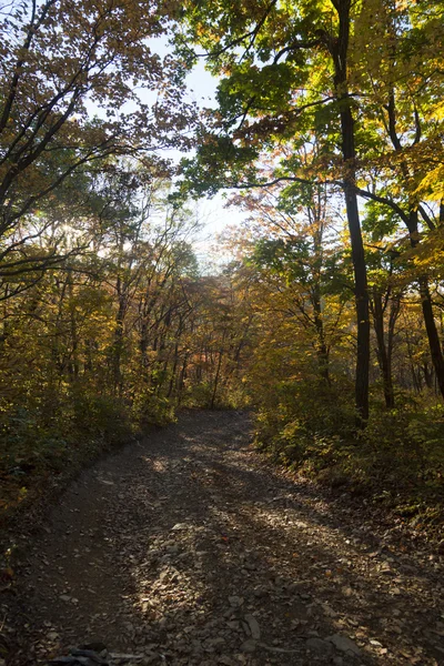 Autumn forest view — Stock Photo, Image