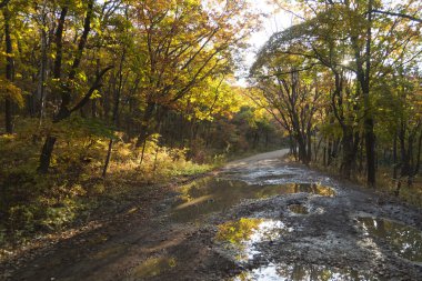 sonbahar orman Manzaralı