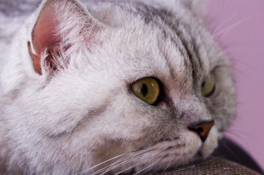 büyük Gri kedi