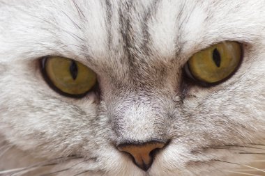 büyük Gri kedi