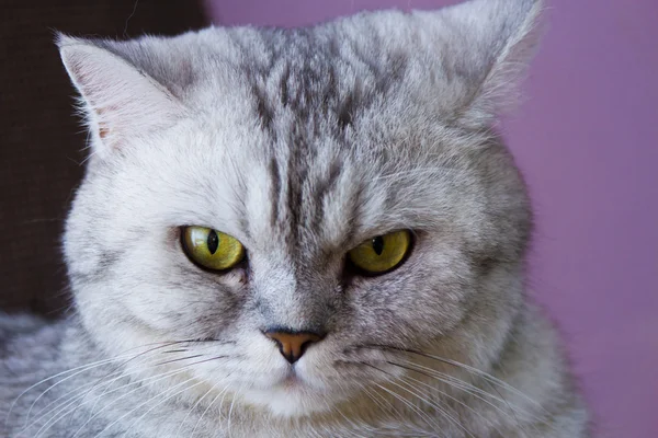 Arg persisk katt — Stockfotografi © photoncatcher63 #10041029